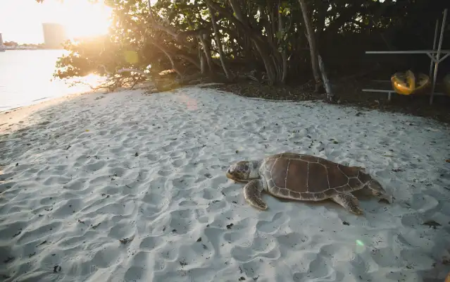 Where to See Nesting Sea Turtles in Florida