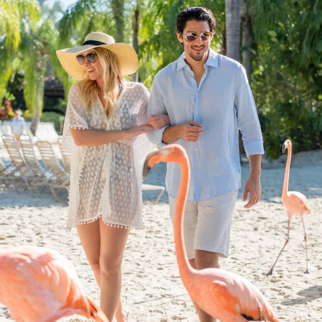 A couple walking on the beach with flamingos at Discovery Cove