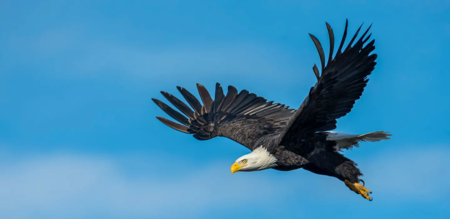 How to Catch a Glimpse of a Bald Eagle | Visit Knoxville