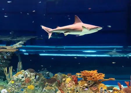 SeeCC Texas State Aquarium