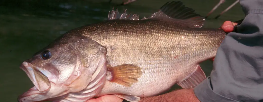 Bass fishing Palm City, Florida (4 fish caught) 