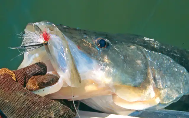 Fishing for Snook in Florida: Top Spots to Find Backcountry Snook
