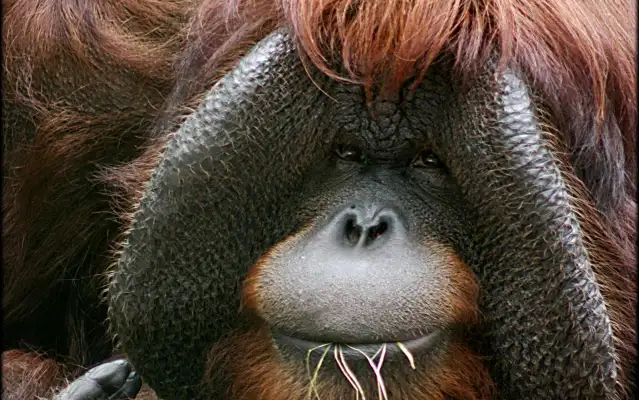 The Center for Great Apes