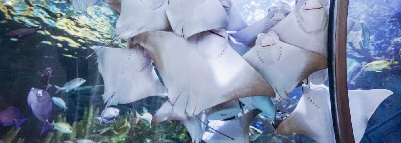 Audubon aquarium cheap promo code