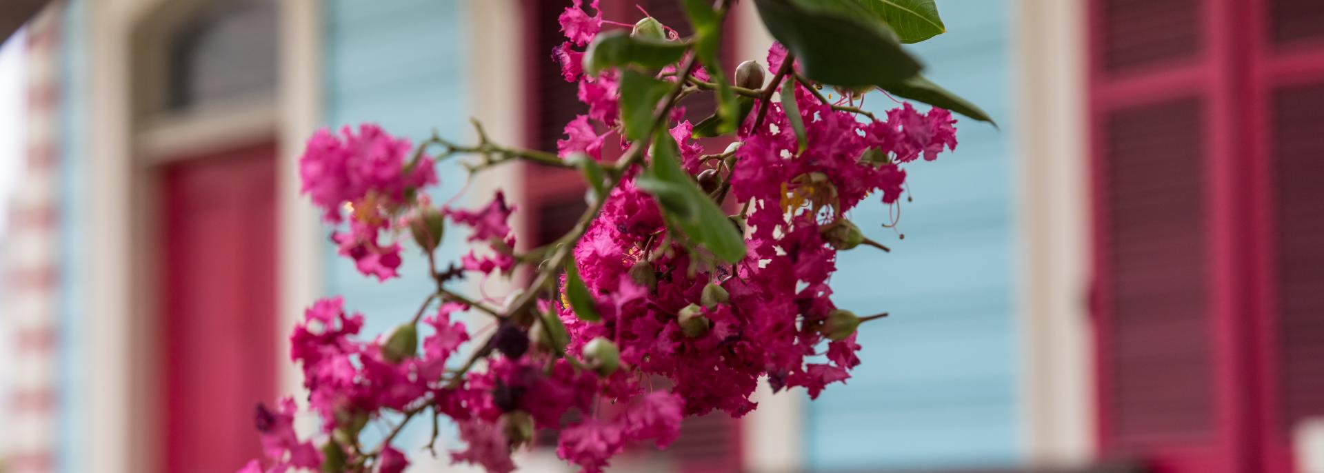 Flowers Of New Orleans Best Flower Site