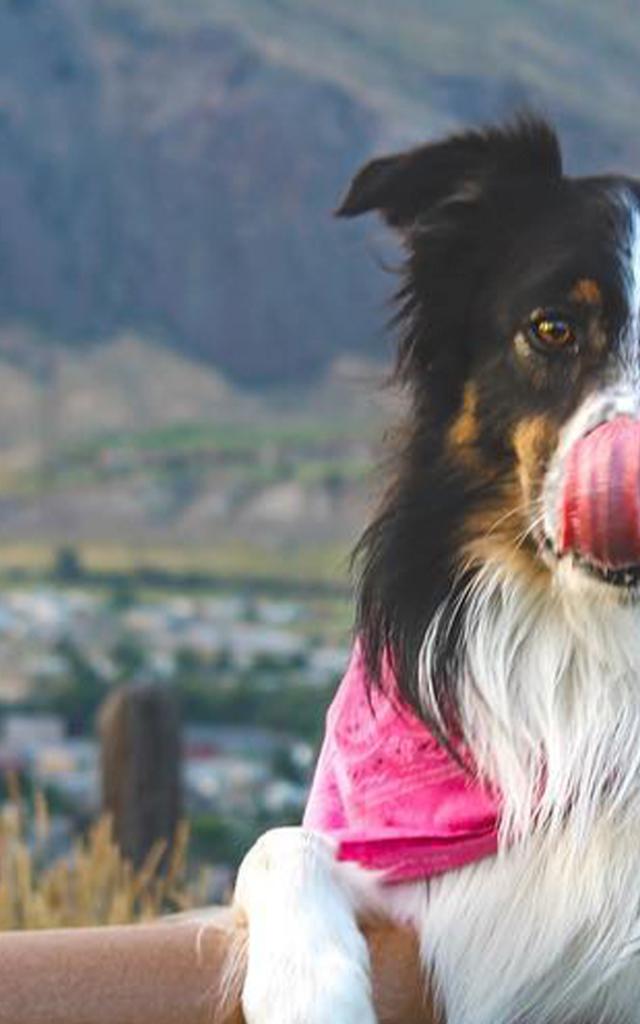 Dog Friendly Kamloops Bc