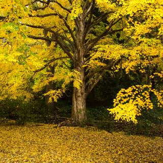 2015 Fall Color: Yellow Tree