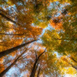 2015 Fall Color: Colorful Canopy