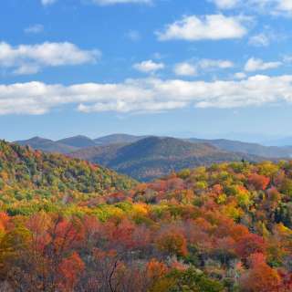 Cropped Asheville Fall Color