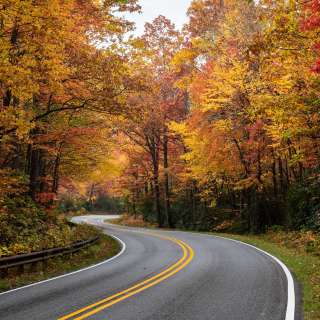 Stunning fall color provides a canopy over Highway 276 in Pisgah National Forest near Asheville, NC