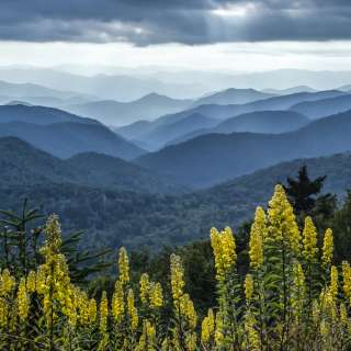 Goldenrod and Mountain Views Near the Blue Ridge Parkway