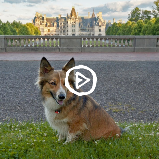 Sammy at Biltmore estate