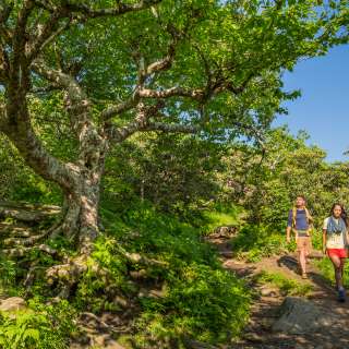 Summer Hike