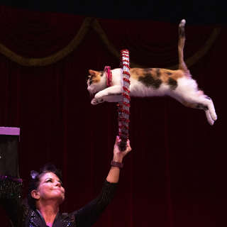 The Amazing Acro-Cats Astound Asheville