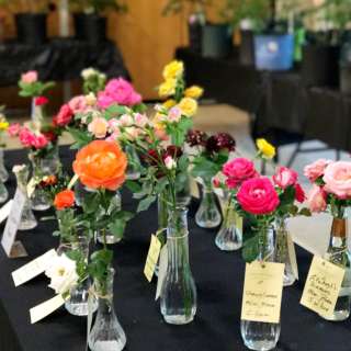 Asheville Blue Ridge Rose Society's Rose Exhibition