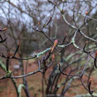 Winter Woody Plant Identification with Marc Williams