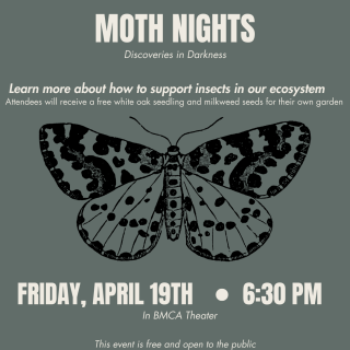 Moth Nights: Discoveries in the Darkness