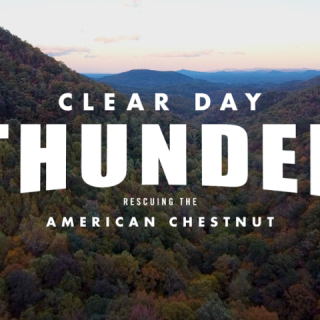 Lunch & Learn + special film screening of CLEAR DAY THUNDER: Rescuing the American Chestnut