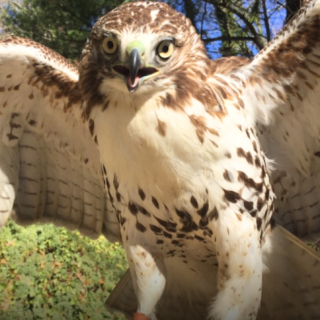 Intro to Falconry at Carolina Avian Research and Education