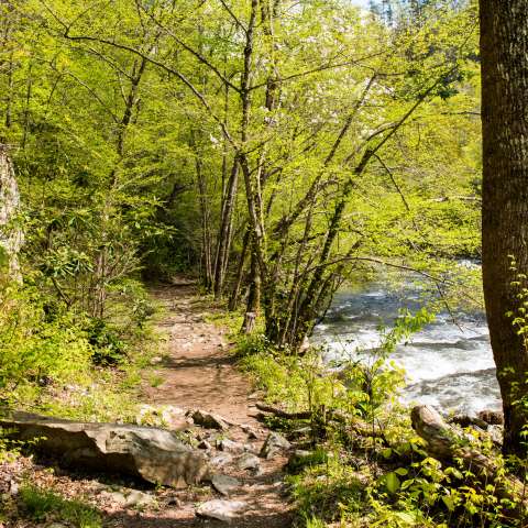 Asheville Hiking Trails Guides Recommendations Asheville Ncs