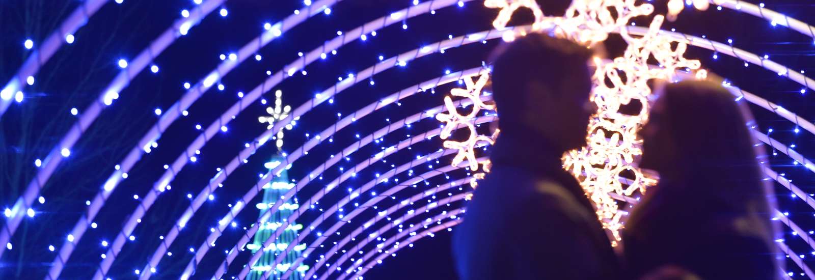 Winter Lights at the NC Arboretum