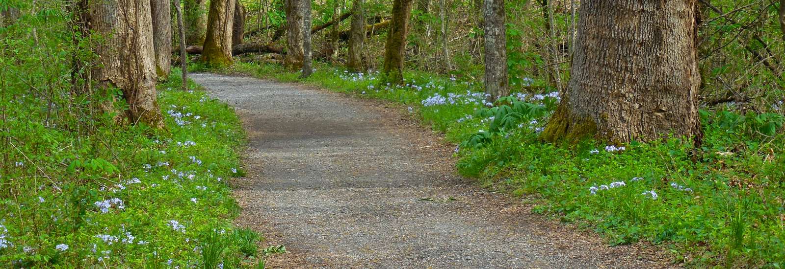 Wildflowers on Oconaluftee River Trail
