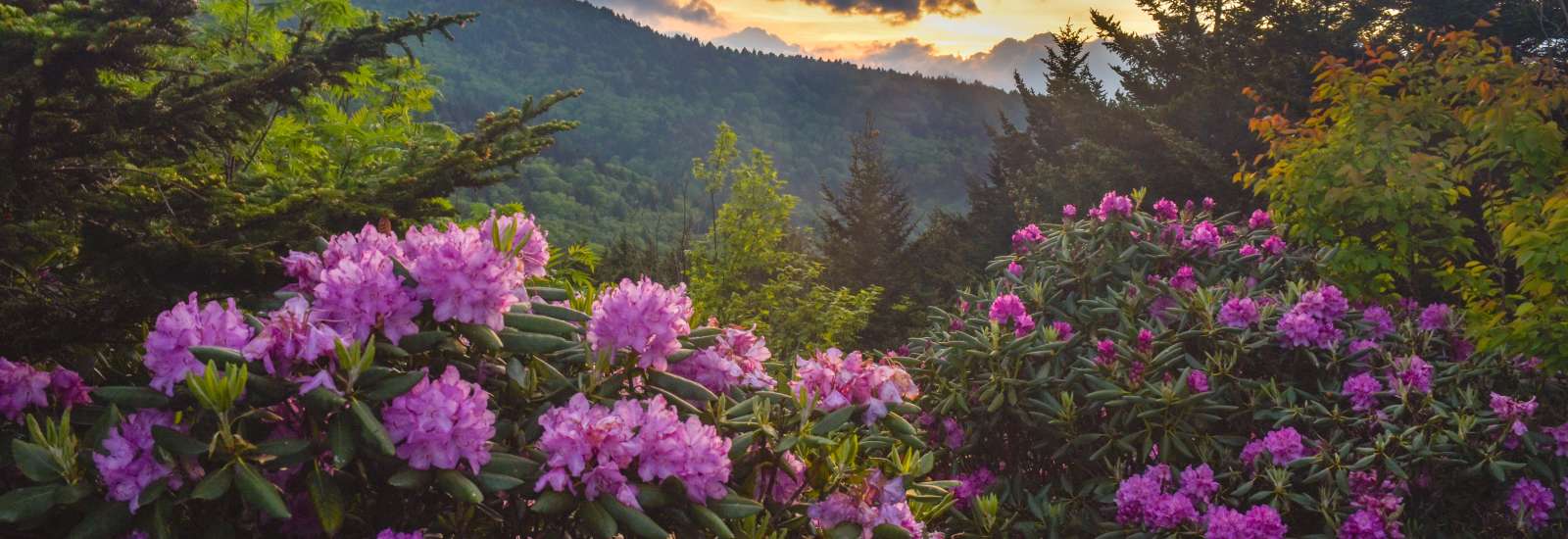 Rhododendron Blooms