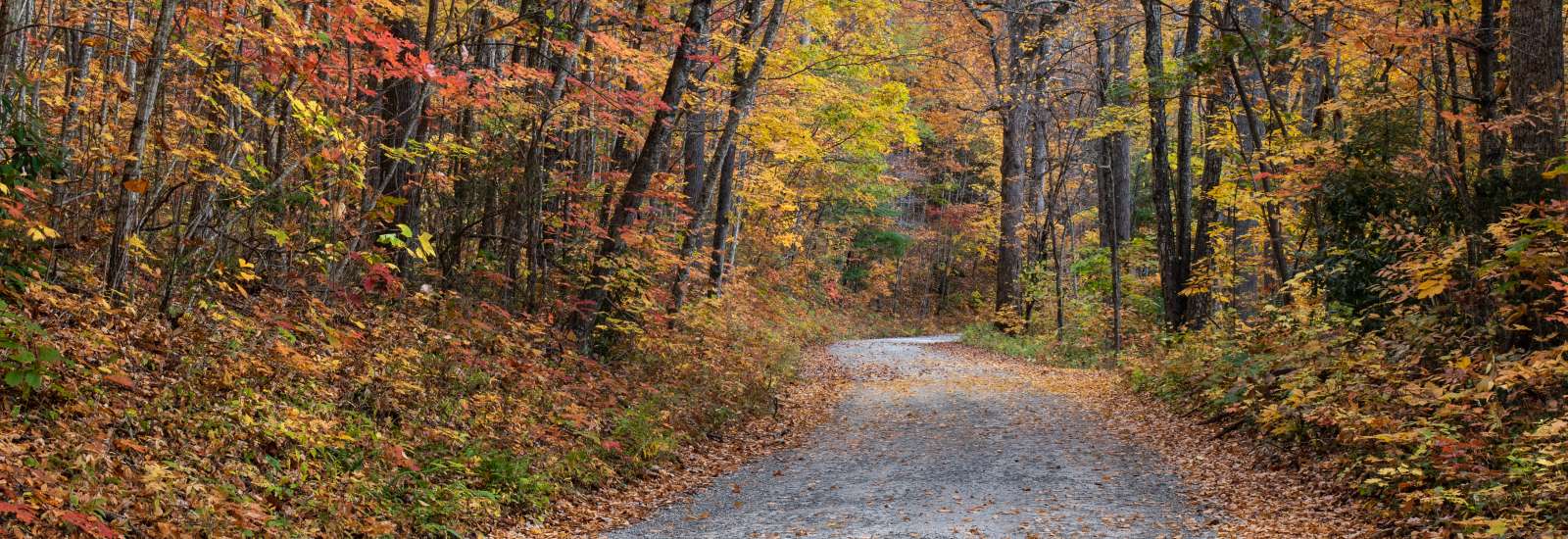 An inviting gravel road in Pisgah National Forest is adorned with fall color