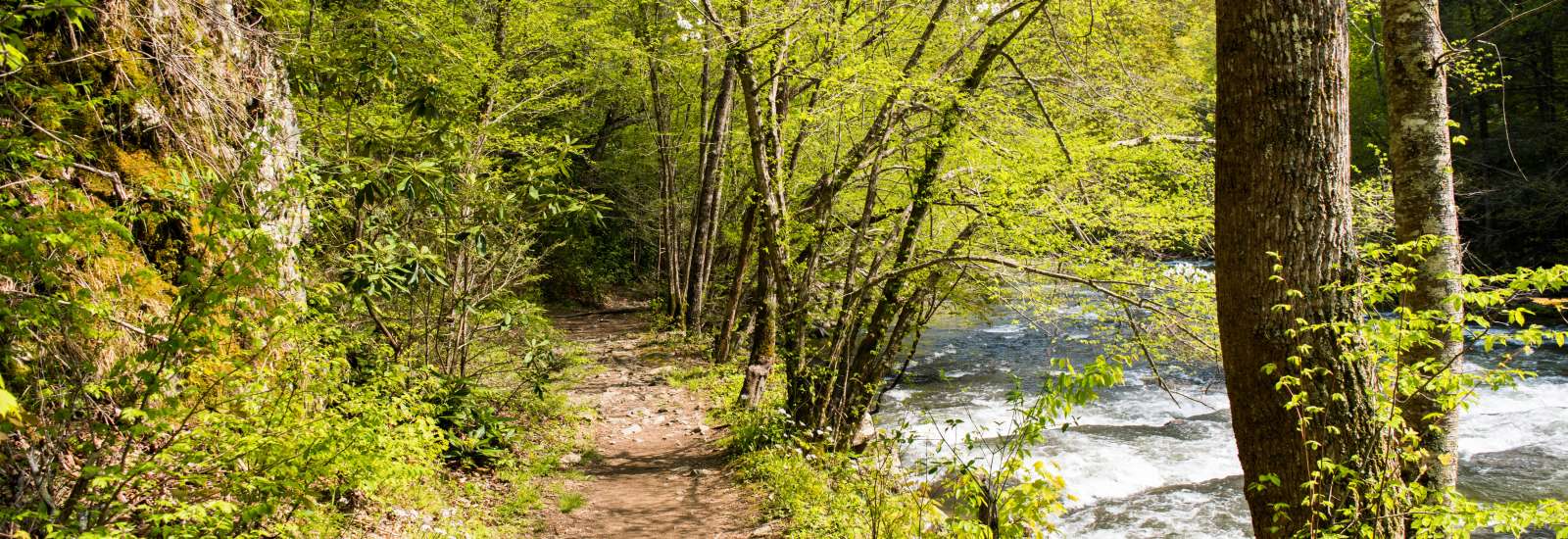 Laurel River Trail
