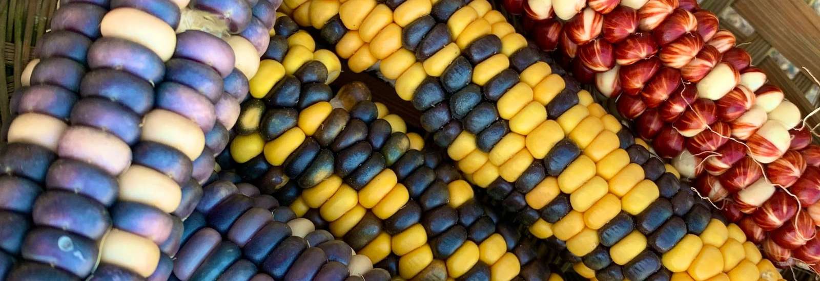 Corn: A Cross-Cultural Celebration