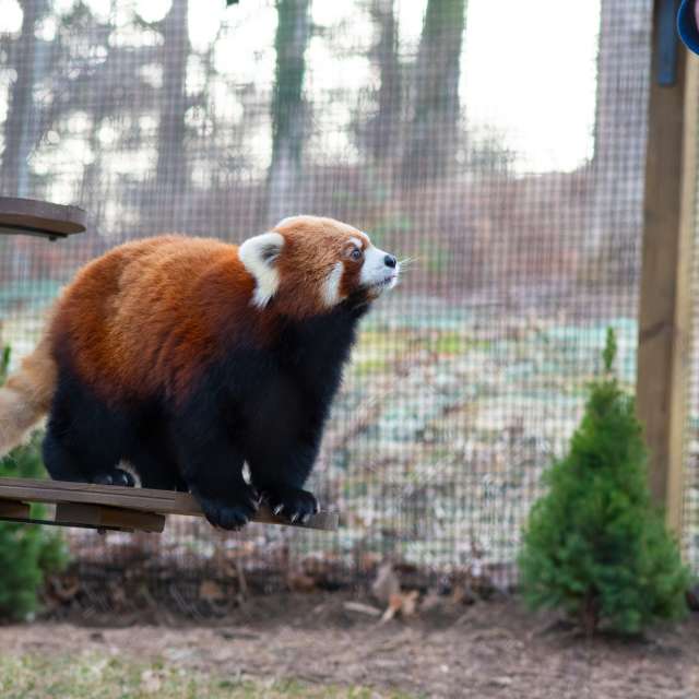 Bears Asheville, NC's Official Travel Site