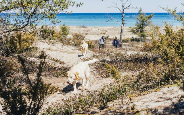Traveling With A Pet To Traverse City Hotels Parks