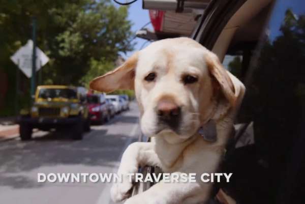 city farmers dog swamp