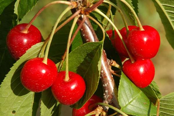 Cherry Industry Traverse City