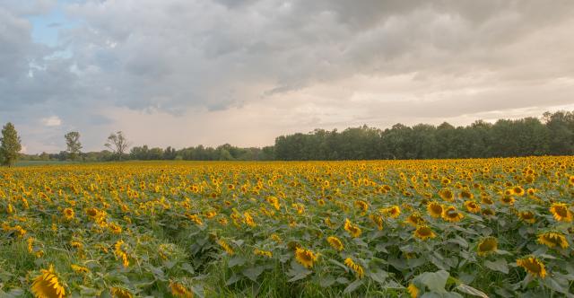 Sunflower Maze at Strawberry Fields Hydroponic Farm