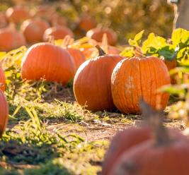 Fall Festivals & Events