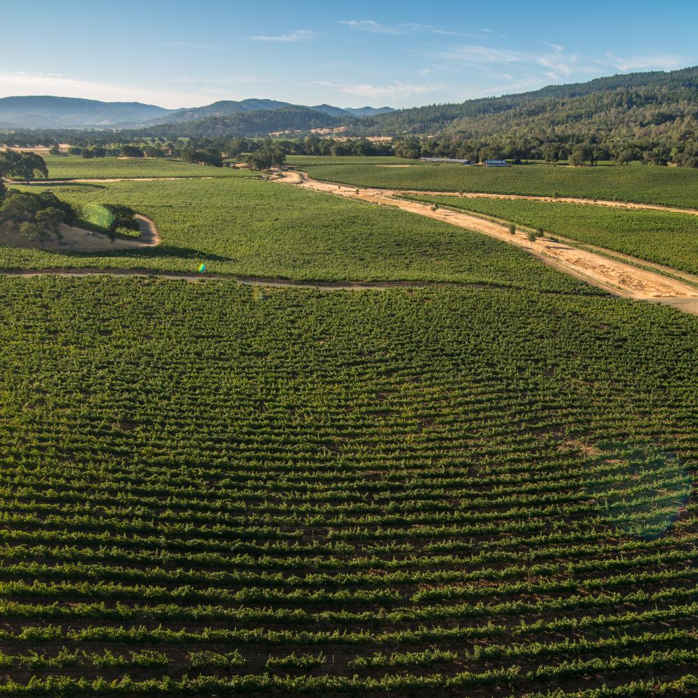 Summer vineyard vista views