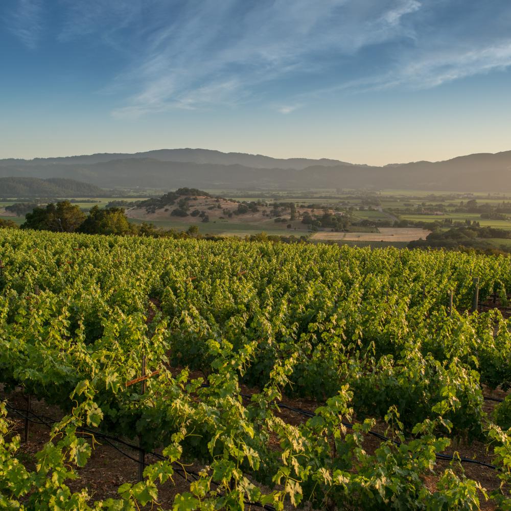 Summer in Napa Valley vineyard