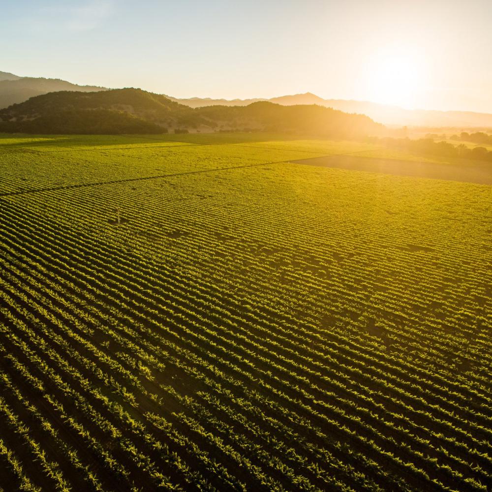 Napa Valley Vineyards