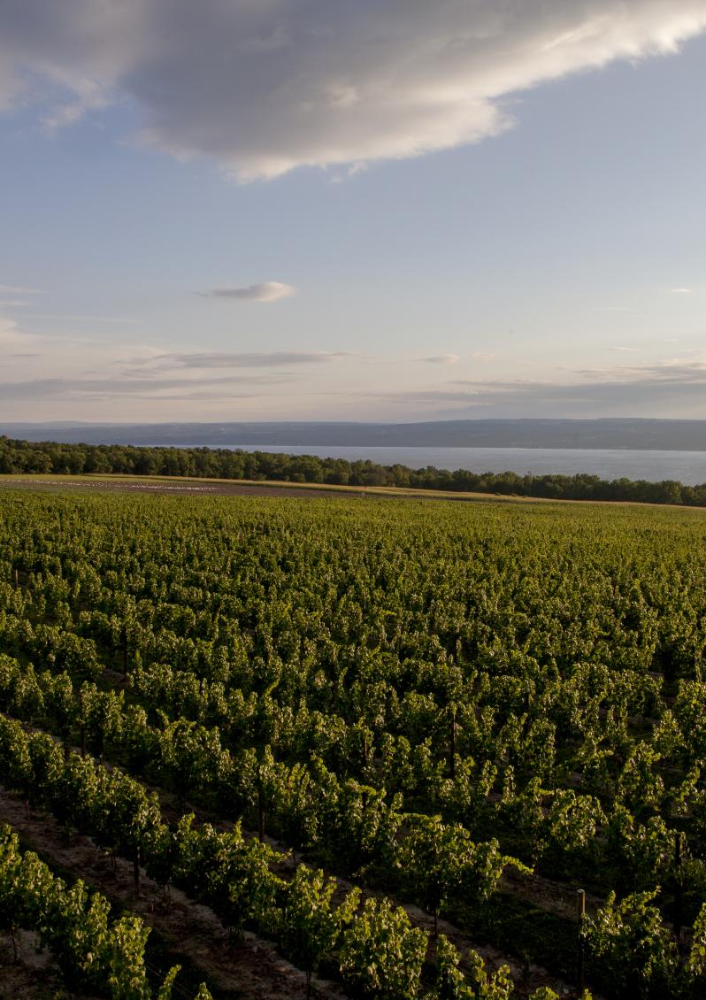 Breathtaking view of Boundary Breaks Vineyards