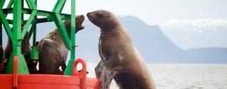 Sea lion trying to get on buoy