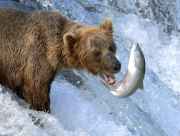Brown bear fishing for salmon