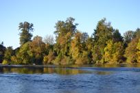 Willamette River at Island Park in Springfield by Sally McAleer