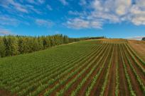Iris Vineyards, Cottage Grove by Eugene, Cascades & Coast