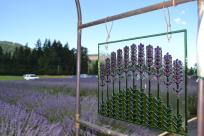McKenzie River Lavender by Sally McAleer