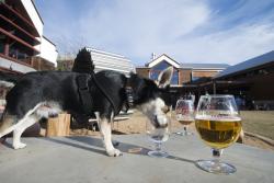 New Belgium Brewing - Pet Friendly Patio Dog