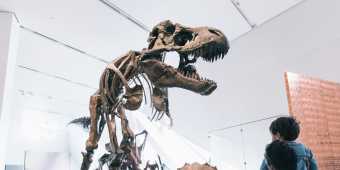 Royal_Ontario_Museum_dinosaur_fossils