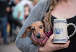 Oktoberfest Celebrations You Can't Miss in York County, South Carolina