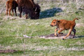 Springtime Cuteness In The Black Hills