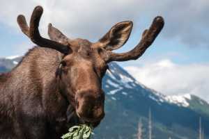 Moose borwsing near the mountains